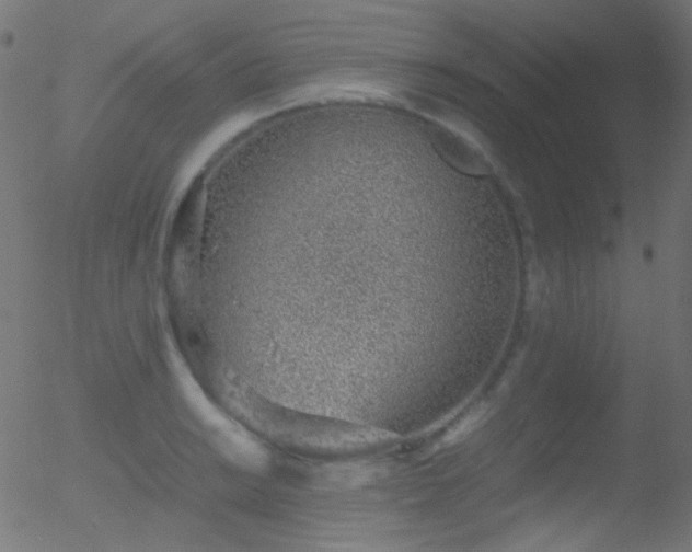 X0000052551038200507011125