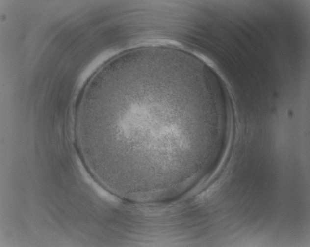 X0000052551046200507011125