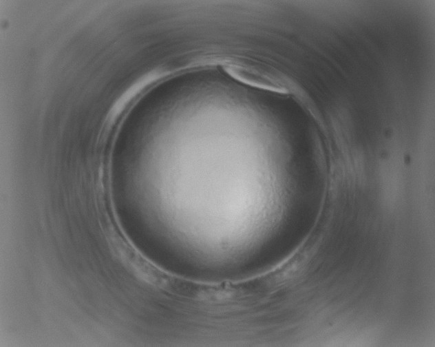 X0000052551051200507011125