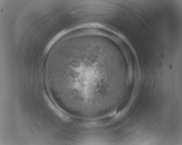 X0000052551054200507011125