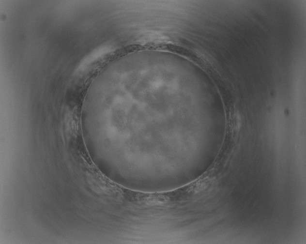 X0000052551063200507011125