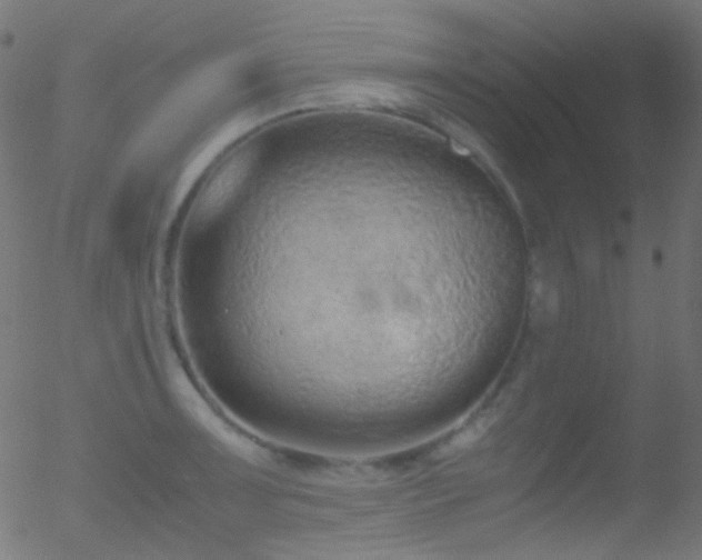 X0000052551091200507011124