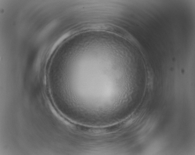 X0000052551095200507011124