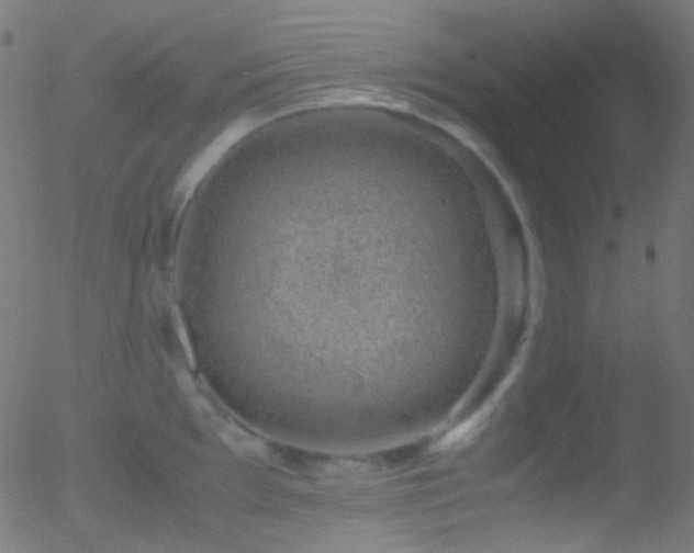 X0000052551097200507011124