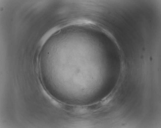 X0000052551103200507011124