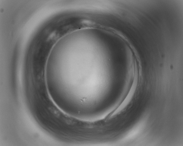 X0000052551199200507011122