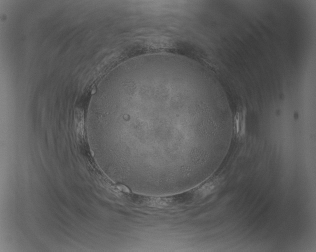 X0000052551251200507011121