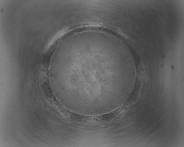 X0000052551255200507011121