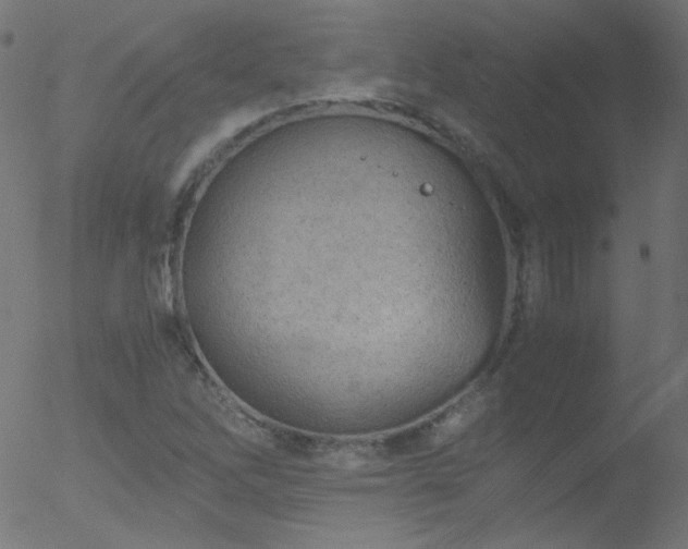 X0000052551262200507011121