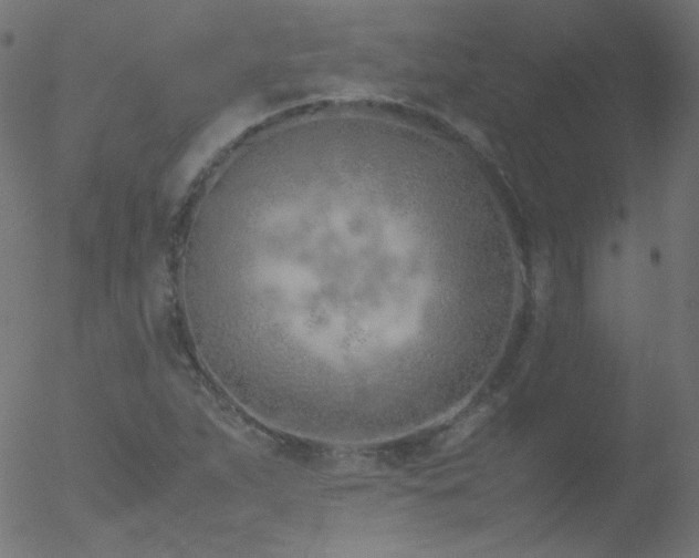 X0000052551263200507011121