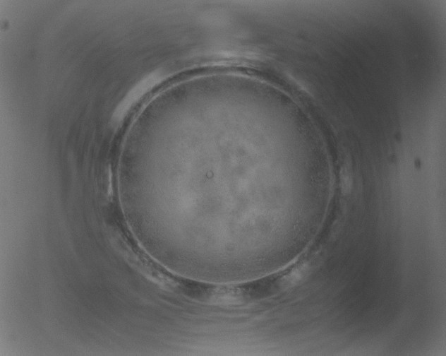 X0000052551267200507011121