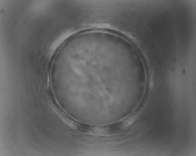 X0000052551271200507011121