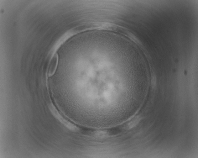 X0000052551283200507011121