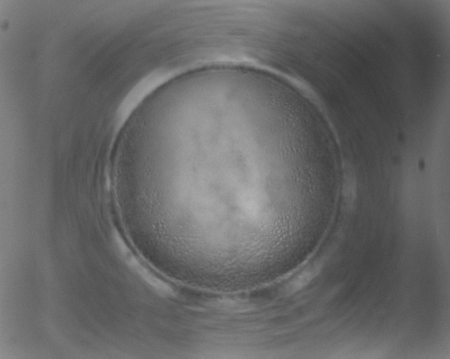 X0000052551287200507011121