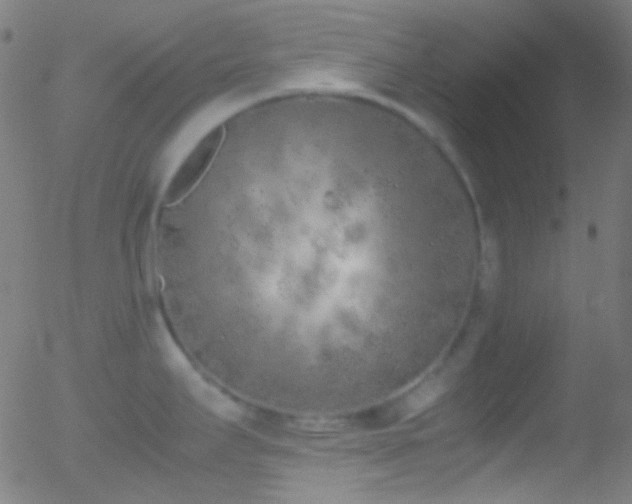 X0000052551295200507011121