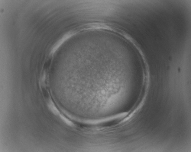 X0000052551385200507011119