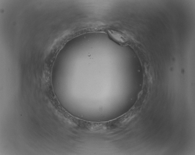 X0000052551447200507011118