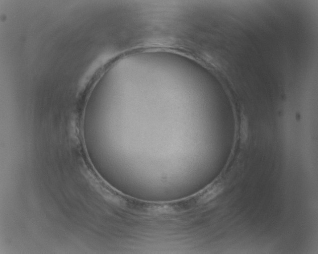 X0000052551454200507011118