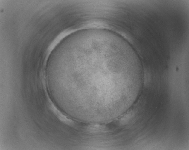 X0000052551478200507011118