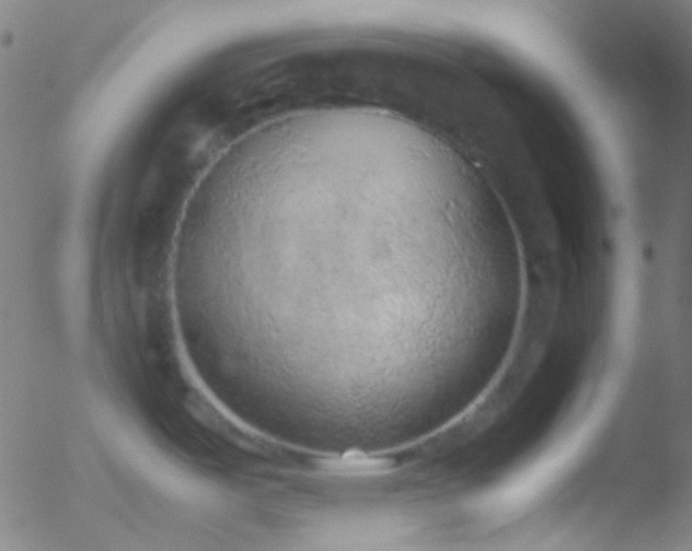 X0000052551487200507011118