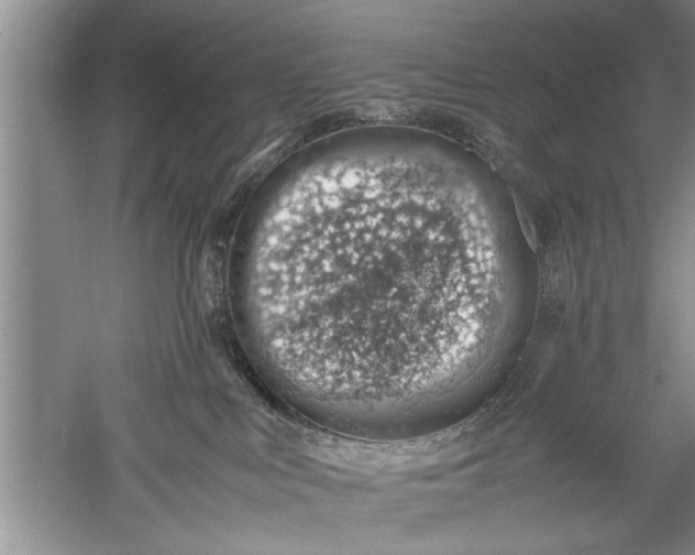 X0000052550043200507152211