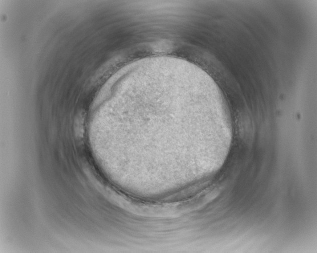 X0000052550032200507221502