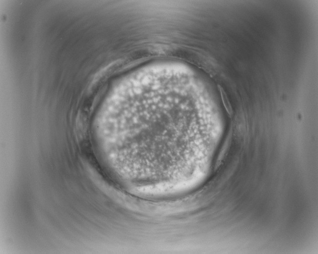 X0000052550043200507221502