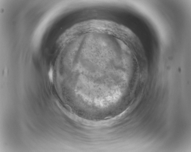 X0000052550047200507221502