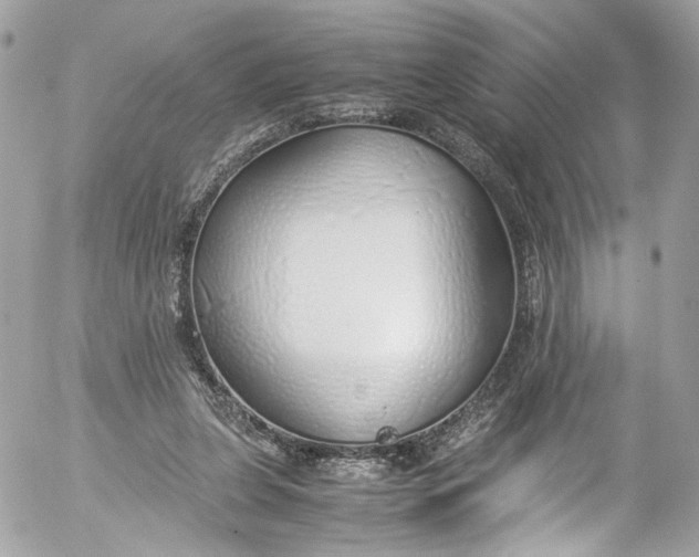 X0000052550255200507221458