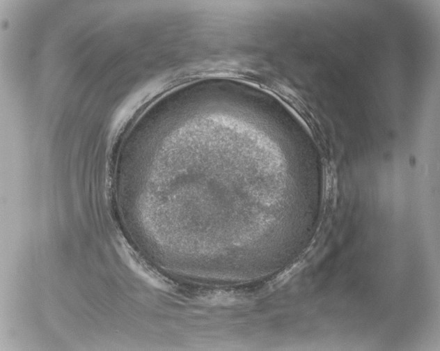 X0000052550293200507221458