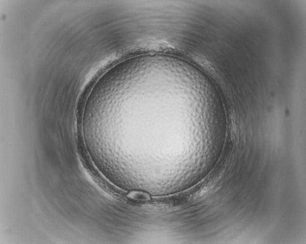 X0000052550630200507221452