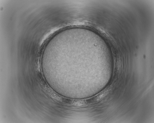 X0000052551262200507221442