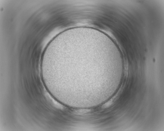 X0000052551294200507221441