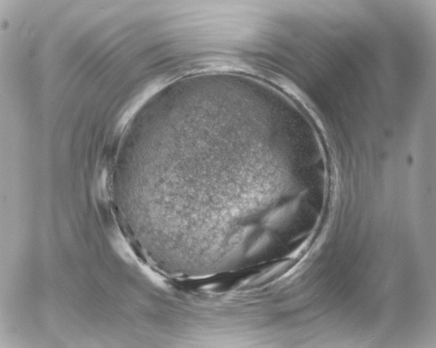 X0000052551385200507221440