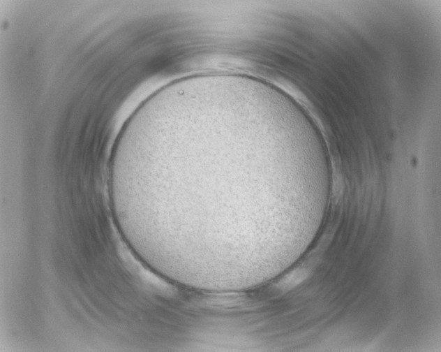 X0000052551486200507221438