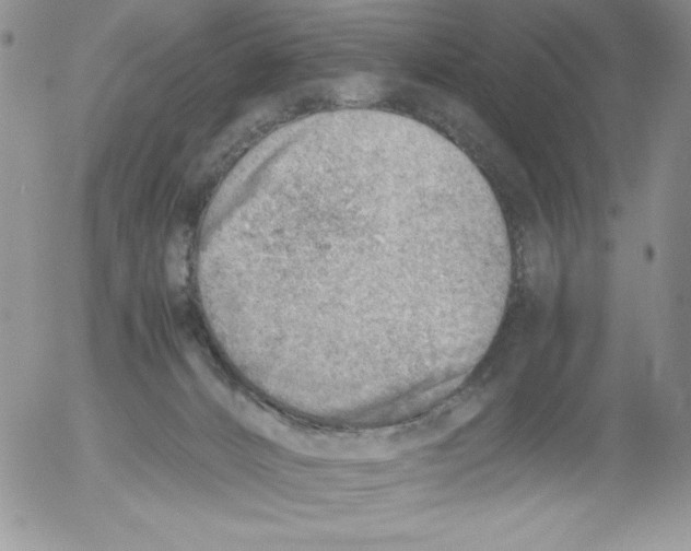 X0000052550032200507291927