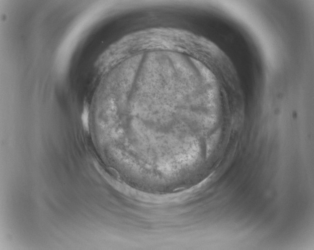 X0000052550047200507291927