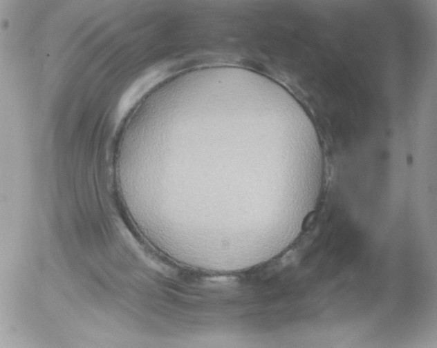 X0000052550053200507291926