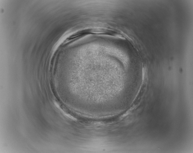 X0000052550195200507291924