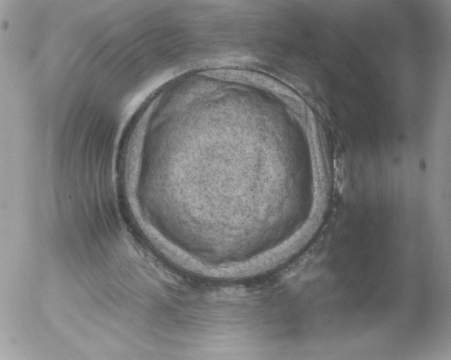 X0000052550196200507291924