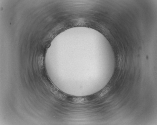 X0000052550230200507291924