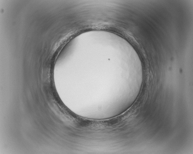 X0000052550299200507291922