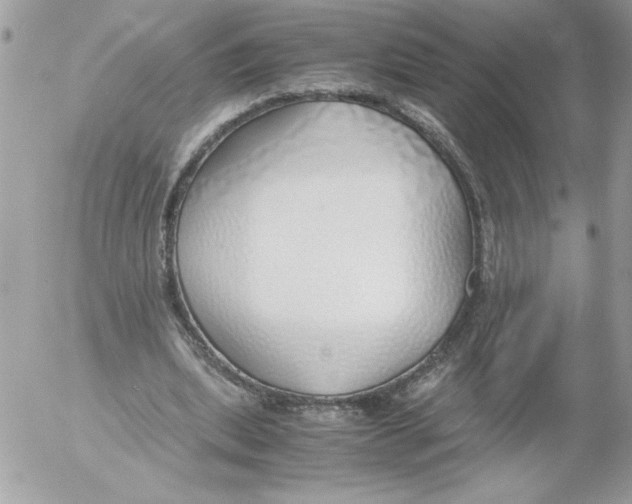 X0000052550439200507291920