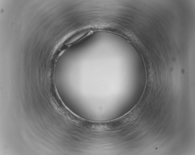 X0000052550440200507291920