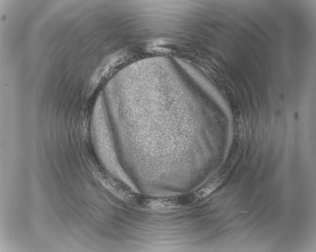 X0000052550568200507291919