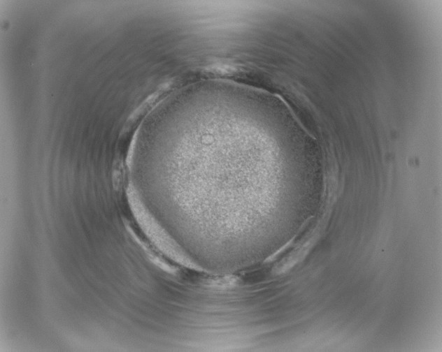 X0000052550576200507291919