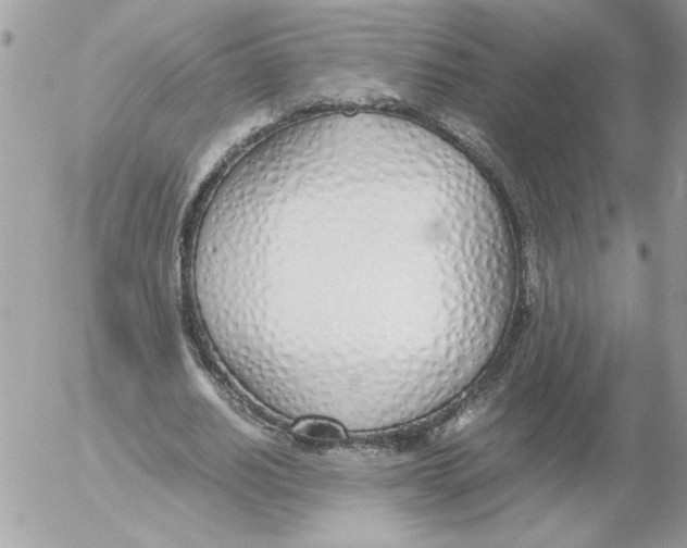 X0000052550630200507291916