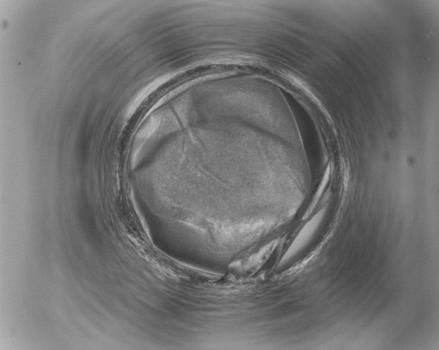 X0000052550829200507291913