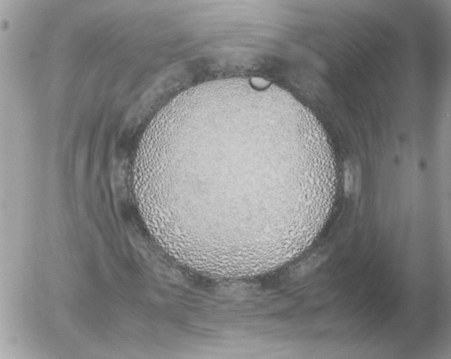 X0000052551059200507291910