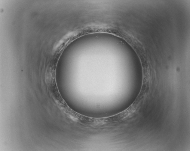 X0000052551157200507291908